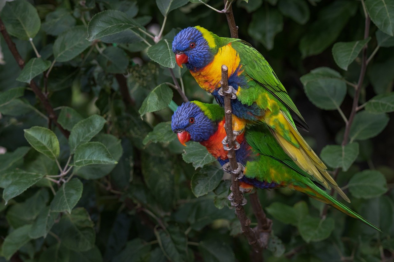 The Unseen Wonders of Australia’s Blue Mountains